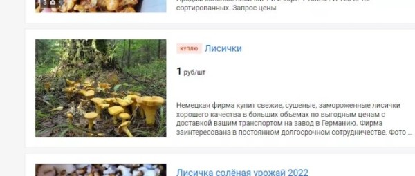 В четыре раза дороже: белорусские лисички появились в магазинах Германии В четыре раза дороже: белорусские лисички появились в магазинах Германии