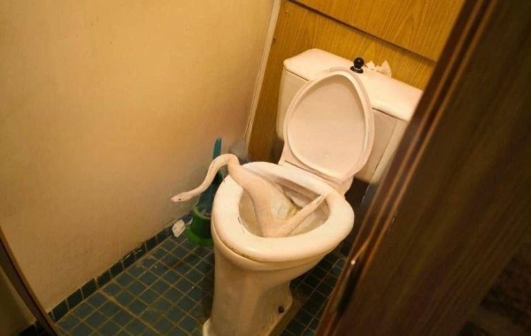 Женщина обнаружила змею у себя в туалете Женщина обнаружила змею у себя в туалете