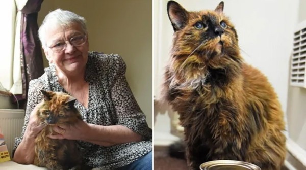 Самая старая кошка в мире умерла в возрасте 33 лет Самая старая кошка в мире умерла в возрасте 33 лет