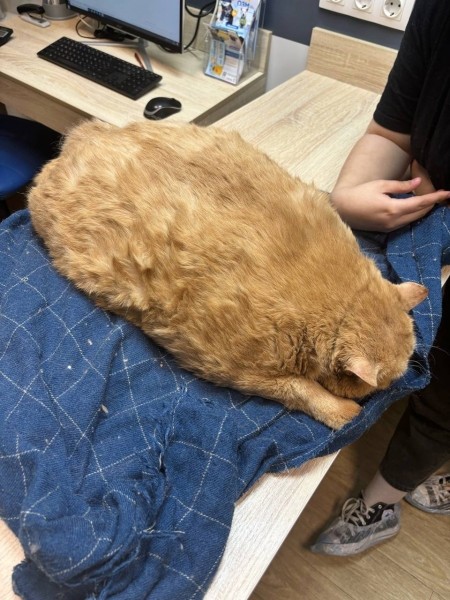 Бездомного кота откормили до 17 кг, он не может ходить Бездомного кота откормили до 17 кг, он не может ходить