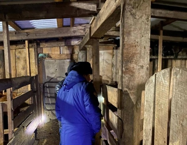 Свиньи загрызли 17-летнюю школьницу Свиньи загрызли 17-летнюю школьницу