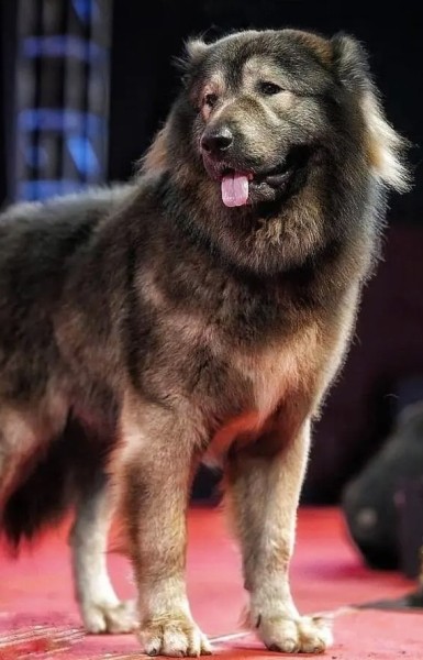 Это самая дорогая собака в мире — ее продали за $5,7 миллиона Это самая дорогая собака в мире — ее продали за $5,7 миллиона